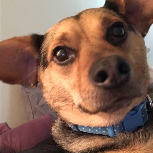 Meet your Posher, Sandy - Picture 1 of 1